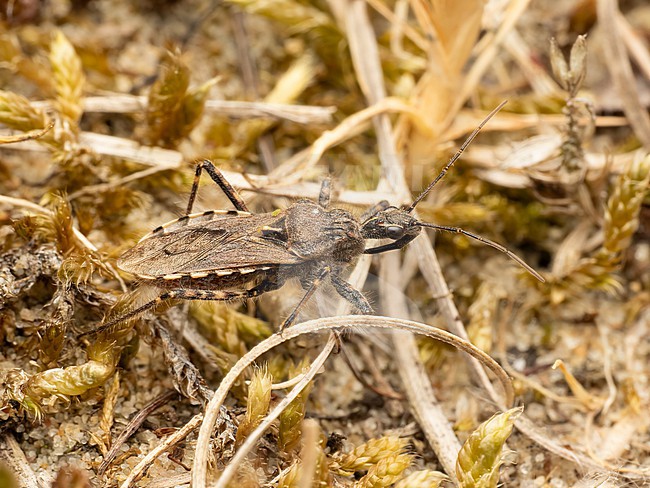 Imago Coranus kerzhneri searching for prey stock-image by Agami/Arnold Meijer,