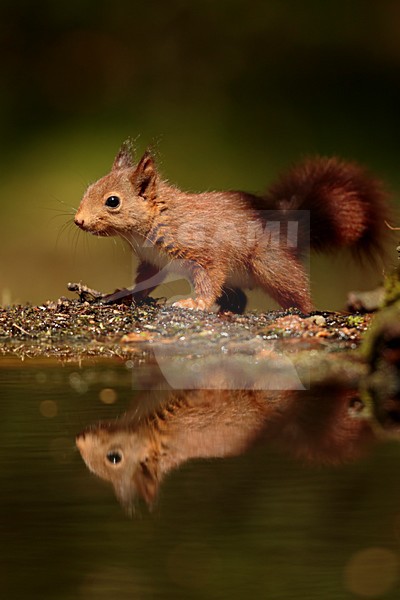 Eekhoorn jong drinkend bij vijver; Red squirrel juvenile drinking at pond; stock-image by Agami/Walter Soestbergen,