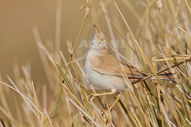 African Desert Warbler - SaharagrasmÃ¼cke - Curruca deserti, Morocco stock-image by Agami/Ralph Martin,