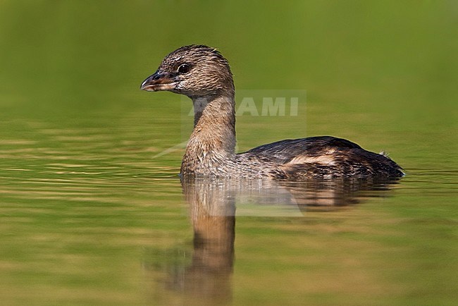Pied-billed Grebe (Podiceps grisegena) swimming on a pond in South Texas, USA. stock-image by Agami/Glenn Bartley,