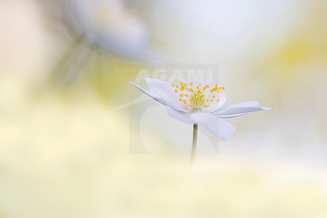 Wood anemone, Bosanemoon, Anemone nemorosa stock-image by Agami/Wil Leurs,