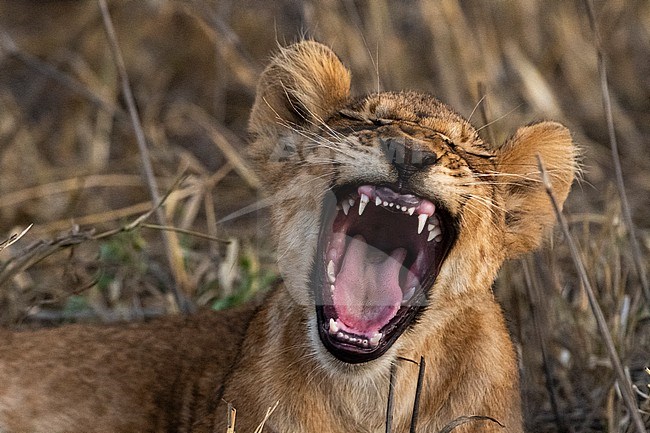 A lion cub, Panthera leo, yawning. Voi, Tsavo Conservation Area, Kenya. stock-image by Agami/Sergio Pitamitz,