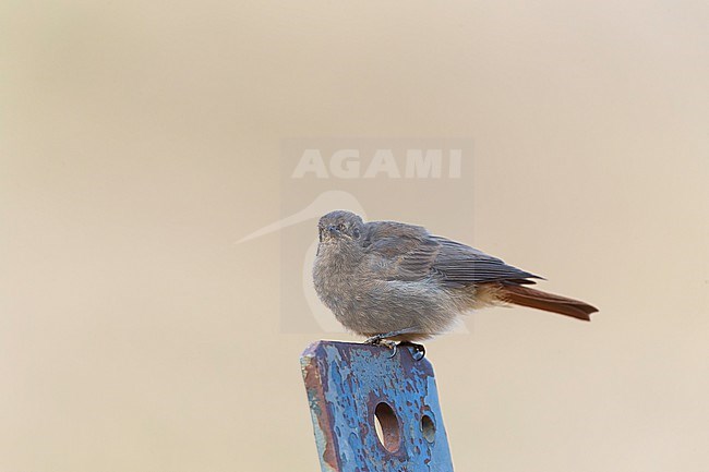 Immature Black Redstart (Phoenicurus ochruros gibraltariensis) in Morocco. stock-image by Agami/Marc Guyt,