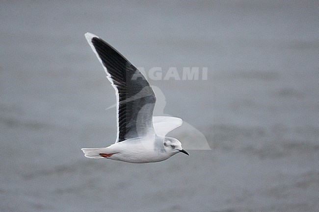 Dwergmeeuw, Little Gull, Hydrocoloeus minutus stock-image by Agami/Hugh Harrop,