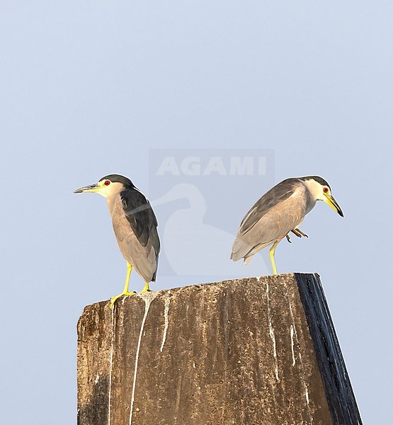 Black-crowned Night-Heron (Nycticorax nycticorax ) two perched on a dock in the harbour of Mirbat, Oman stock-image by Agami/Roy de Haas,