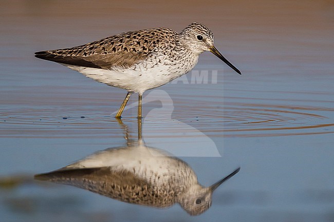 Marsh Sandpiper (Tringa stagnatilis), adult standing in the water stock-image by Agami/Saverio Gatto,