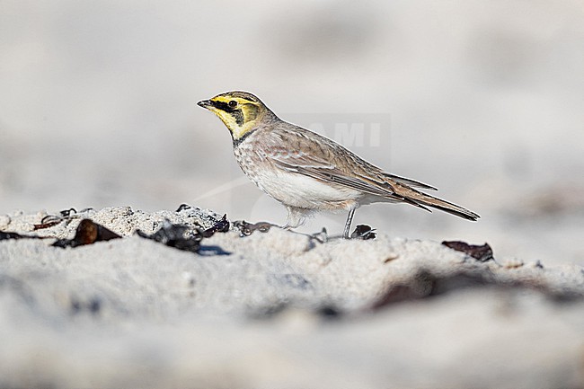 Horned Lark or Shore Lark (Eremophila alpestris, ssp. alpestris) at the sandy beach of Helgoland at stop over during migration stock-image by Agami/Mathias Putze,
