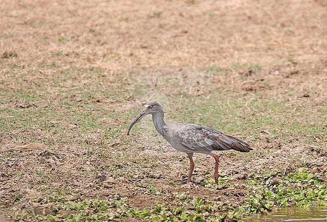 Plumbeous Ibis (Theristicus caerulescens) in Paraguay. stock-image by Agami/Pete Morris,