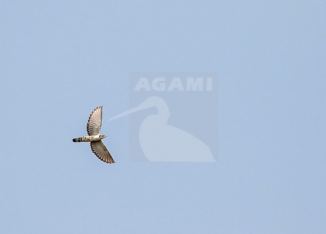 Flying Thick-billed Cuckoo, Pachycoccyx audeberti, in Ghana. stock-image by Agami/Pete Morris,