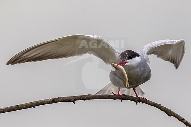 Witwangstern op tak met visje; Whiskered Tern on a branch with a fish stock-image by Agami/Daniele Occhiato,