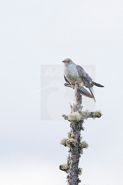 Oriental Cuckoo - Hopfkuckuck - Cuculus saturatus ssp. optatus, Russia, adult male stock-image by Agami/Ralph Martin,