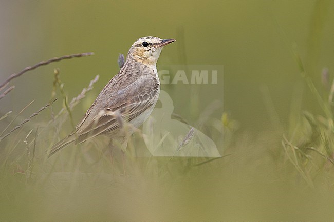 Tawny Pipit, Anthus campestris, standing on the ground in Italy. stock-image by Agami/Daniele Occhiato,