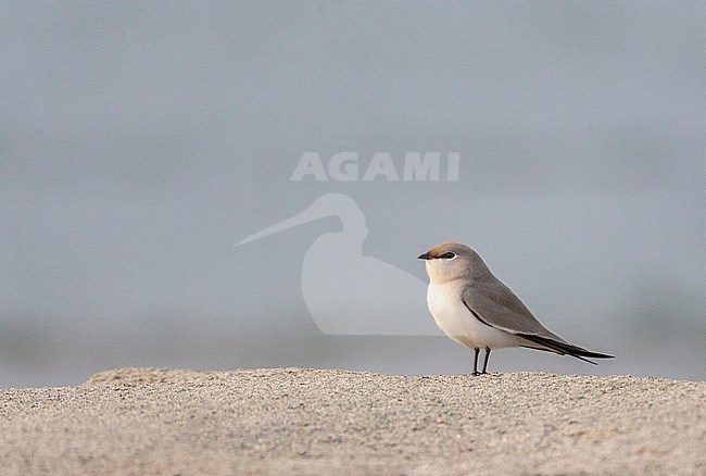 Small Pratincole (Glareola lactea) in typical river habitat in Asia. stock-image by Agami/Marc Guyt,
