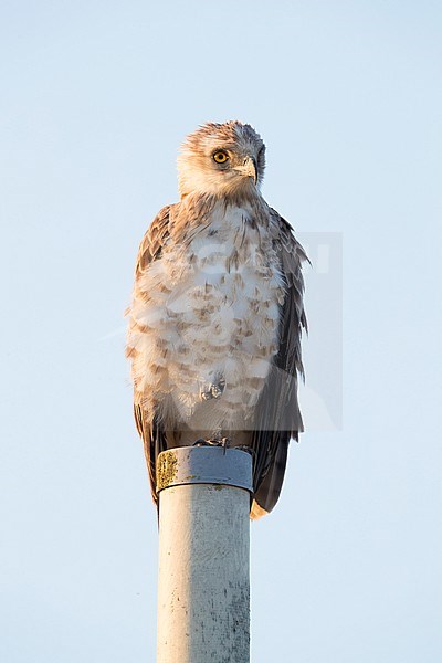 Short-toed Eagle (Circaetus gallicus), front view of a third calendar immature standing on a pole, Campania, Italy stock-image by Agami/Saverio Gatto,