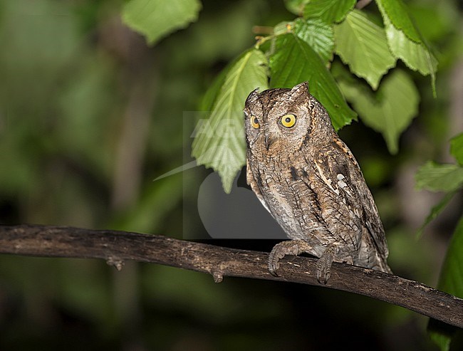 Eurasian Scops-Owl, Dwergooruil stock-image by Agami/Alain Ghignone,