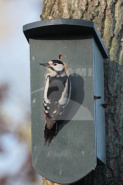 Grote Bonte Specht aan nestkast; Great Spotted Woodpecker at nestbox stock-image by Agami/Reint Jakob Schut,
