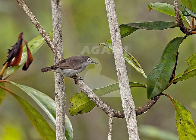 Mangrove Sunbird (Anthreptes gabonicus) in Angola. stock-image by Agami/Pete Morris,