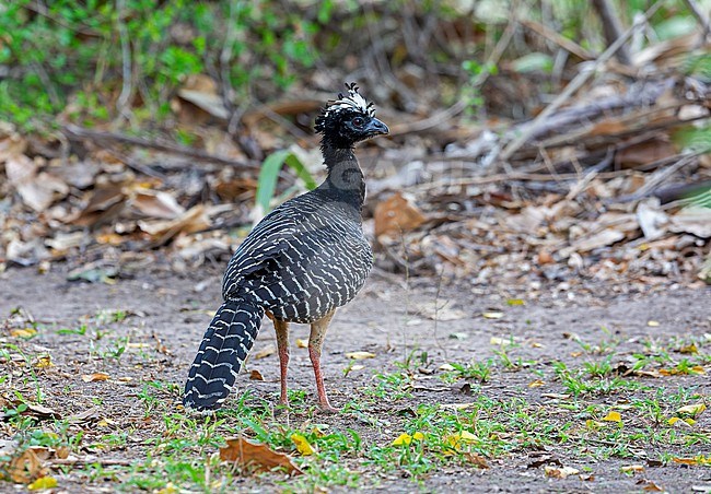 Bare-faced Curassow, Crax fasciolata fasciolata, female walking on the ground in the Pantanal, Brazil - Vulnerable species stock-image by Agami/Andy & Gill Swash ,
