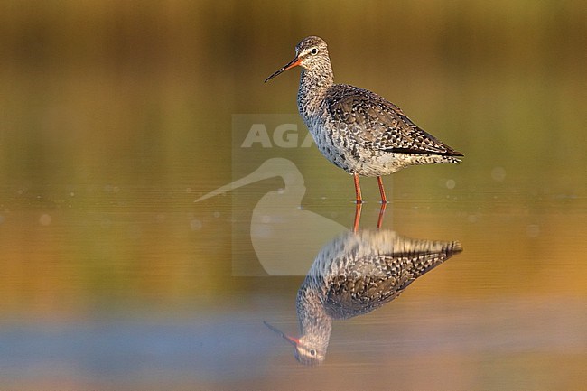 Spotted Redshank (Tringa erythropus) in Italy. Standing in shallow water. Moulting into summer plumage. stock-image by Agami/Daniele Occhiato,