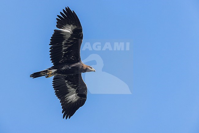 Golden Eagle (Aquila chrysaetos), juvenile in flight seen from below, Campania, Italy stock-image by Agami/Saverio Gatto,