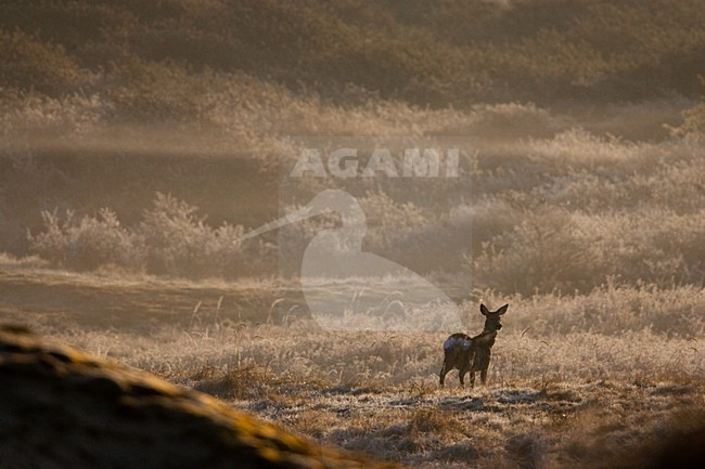 Ree op grond met rijp Roe deer perched on ground with frost stock-image by Agami/Menno van Duijn,