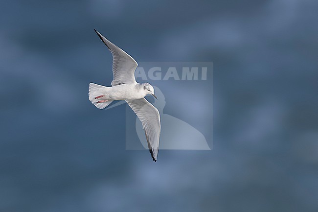 Near adult winter plumage Bonaparte's Gull (Chroicocephalus philadelphia) flying over the channel Texel/DenHelder, Noord-Holland, the Netherlands. stock-image by Agami/Vincent Legrand,