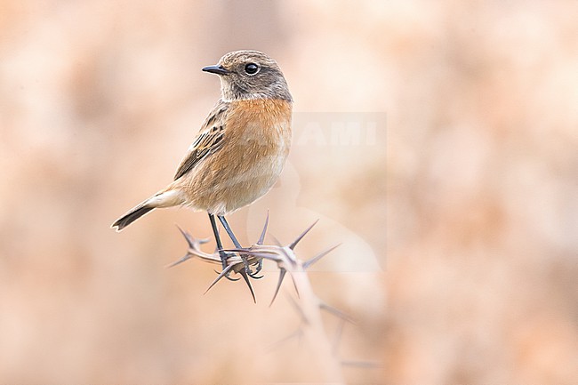 Female European Stonechat (Saxicola rubicola) in Italy. stock-image by Agami/Daniele Occhiato,
