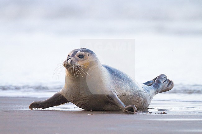 Common Seal, Phoca vitulina, immature animal resting on the beach with high tide at sunset during storm. Animal crawling on the beach from the high tide water coming up. stock-image by Agami/Menno van Duijn,