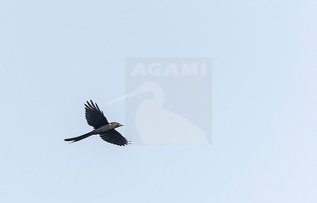 Ashy Drongo (Dicrurus leucophaeus) in India. stock-image by Agami/Marc Guyt,