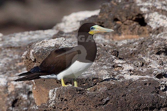 Brown Booby, adult, Razo, Cape Verde (Sula leucogaster) stock-image by Agami/Saverio Gatto,