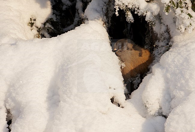 Taigagaai in de sneeuw; Siberian Jay in the snow stock-image by Agami/Markus Varesvuo,