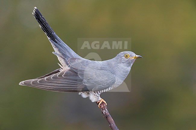 Adult male Common Cuckoo (Cuculus canorus) in Italy. stock-image by Agami/Daniele Occhiato,