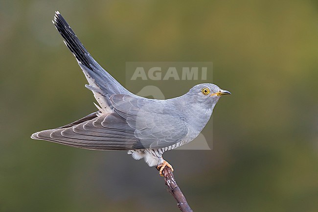 Adult male Common Cuckoo (Cuculus canorus) in Italy. stock-image by Agami/Daniele Occhiato,