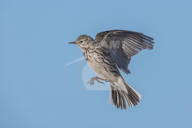 Meadow Pipit (Anthus pratensis) hovering over his potential nesting place in Schoorl, Noord Holland, the Netherlands. stock-image by Agami/Vincent Legrand,
