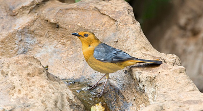 Roodkap-lawaaimaker, Red-capped Robin-chat, Cossypha natalensis stock-image by Agami/Marc Guyt,