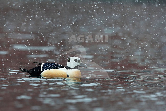 Stellers eider in de haven; Steller's Eider in the seaport stock-image by Agami/Chris van Rijswijk,