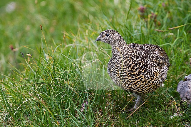 Adult female Alps Rock Ptarmigan (Lagopus muta helvetica) in Alp mountains in Germany. stock-image by Agami/Ralph Martin,