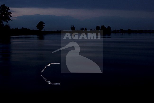 Meervleermuis foeragerend boven water, Pond Bat foraging stock-image by Agami/Theo Douma,