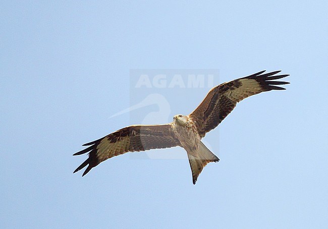 First-winter Red Kite, Milvus milvus. Wildlife and nature image from the Netherlands. stock-image by Agami/Menno van Duijn,