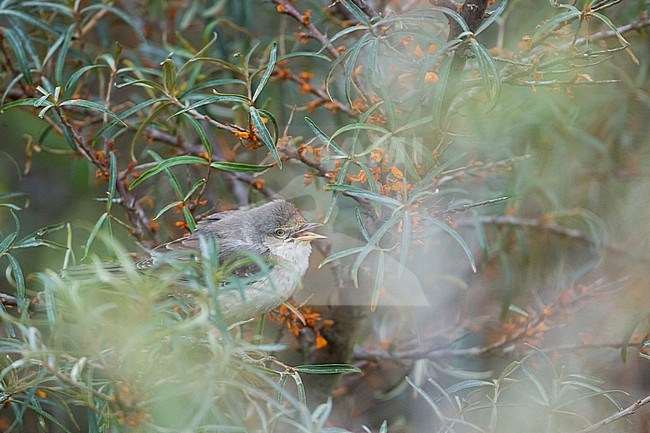 Barred Warbler (Sylvia nisoria ssp. nisoria), Germany (Schleswig-Holstein), adult, eclipse perched in a bush stock-image by Agami/Ralph Martin,