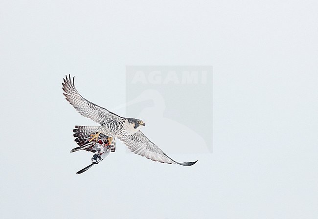 Peregrine (Falco peregrinus, most propbably subspecies anatum) Canada January 2017 stock-image by Agami/Markus Varesvuo,