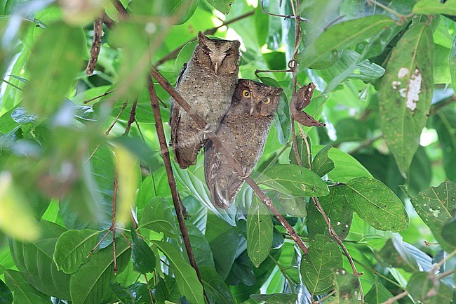 Pair of Andaman scops owls (Otus balli) resting during the day at their day roost on the Andaman islands off India. stock-image by Agami/James Eaton,