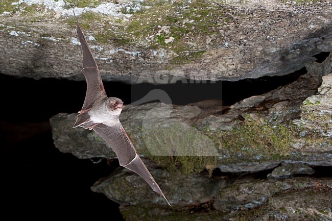 Schreibers vleermuis vliegend, Schreibers' bat flying, stock-image by Agami/Theo Douma,
