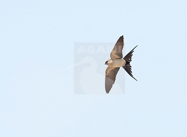 Eastern Red-rumped Swallow (Cecropis daurica japonica) in flight at Beidahei, China. Seen from below. stock-image by Agami/Marc Guyt,