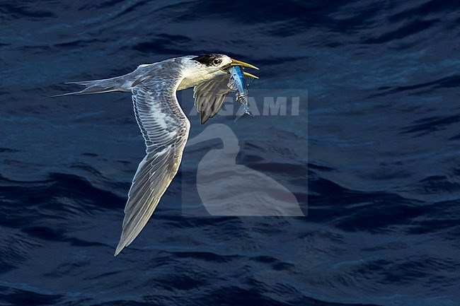 Immature Great Crested Tern (Thalasseus bergii cristatus) at sea in the Pacific Ocean, around the Solomon Islands. With fish in its beak. stock-image by Agami/Marc Guyt,