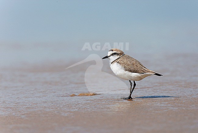 Male Kentish Plover (Charadrius alexandrinus) standing on a quiet stretch of a sandy beach in Portugal. stock-image by Agami/Ran Schols,