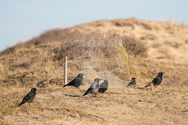 Wintering Hooded Crow (Corvus cornix) with several Carrion Crows (Corvus corone) in the dunes of Katwijk in the Netherlands. Scarce winter guest in Holland. stock-image by Agami/Arnold Meijer,