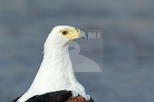 Afrikaanse Zeearend volwassen portret, African Fish Eagle adult portret, stock-image by Agami/Walter Soestbergen,