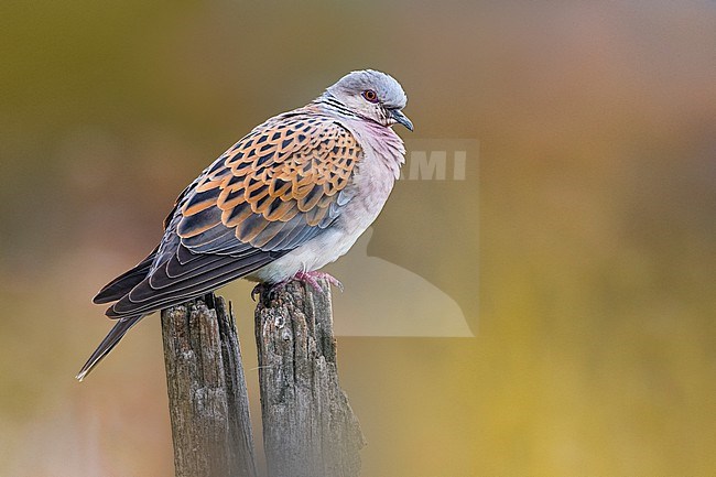 Eurasian Turtle Dove, Streptopelia turtur, in Italy. stock-image by Agami/Daniele Occhiato,