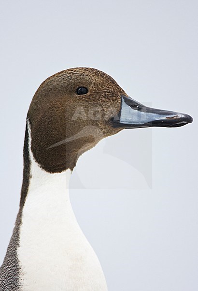 Mannetje Pijlstaart close-up; Male Northern Pintail close up stock-image by Agami/Marc Guyt,
